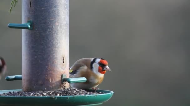 Goldfinch Carduelis Carduelis Eating Niger Seed Hanging Feeder British Isles — Vídeo de Stock