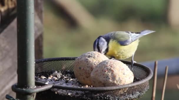 Blue Tit Cyanistes Caeruleus Pecking Suet Balls Bird Table British — Stockvideo