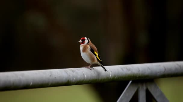 Goldfinch Carduelis Carduelis Single Bird Perched Metal Farm Gate British — ストック動画