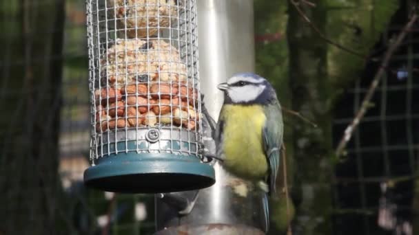 Blue Tit Cyanistes Caeruleus Feeding Peanuts Hanging Feeder British Isles — стоковое видео