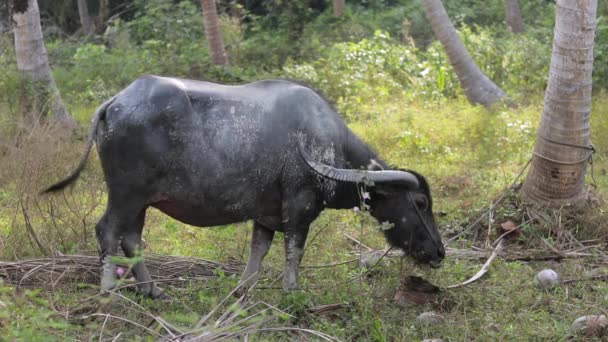 Adult Water Buffalo Eating Grass Grazing Field Forest Day South — Stockvideo