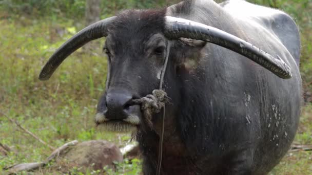 Water Buffalo Long Horns Flapping Ears Swaying Tail Ward Flies — Stock Video