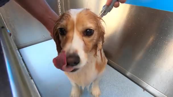Spraying Puppy Bath — Stockvideo