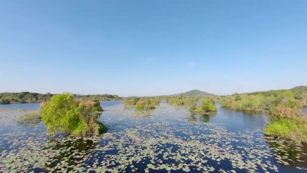 Aerial Crane Shot Botanical Garden Thailand Green Lilies Lotus Flower — Stockvideo