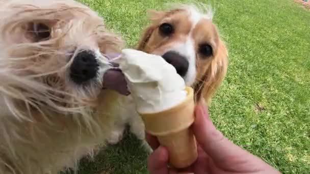 Two Puppies Licking Shared Icecream — стоковое видео