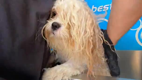 Puppy Enjoying Bath Time — Wideo stockowe