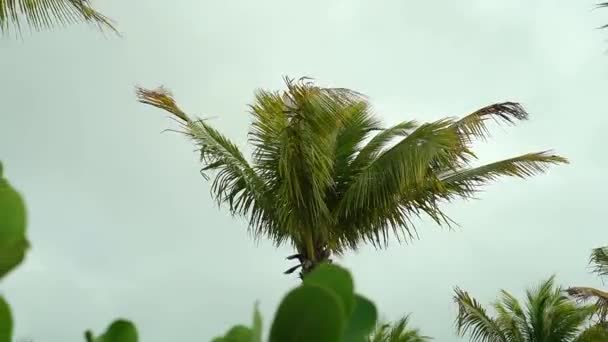 Palm Tree Blowing Wind Cloudy Day Storm — Stockvideo