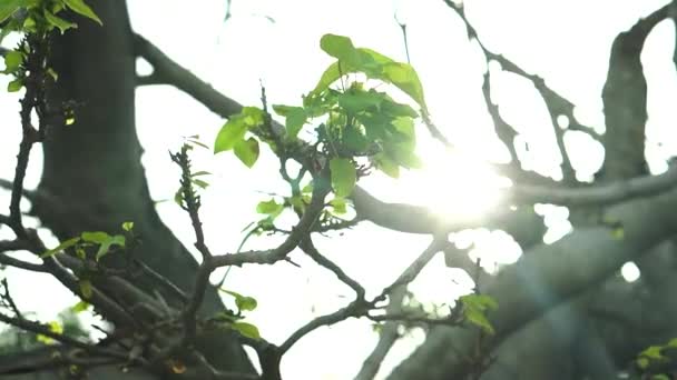 Close Tree Branches Few Leaves Storm Sun Leaking Leaves — Vídeo de Stock