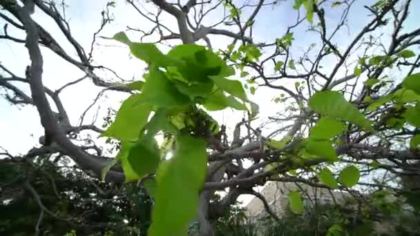 Close Tree Branches Few Leaves Storm Sun Leaking Leaves — ストック動画