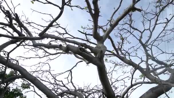 Close Tree Branches Few Leaves Storm Powerlines Background Key West — Stockvideo