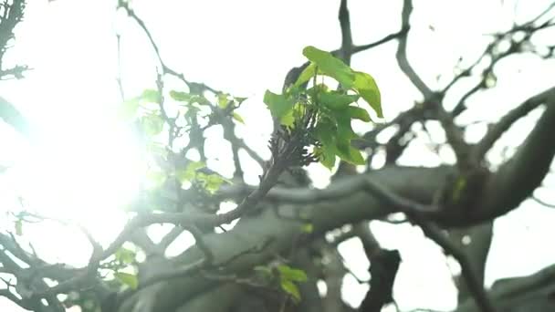 Close Tree Branches Few Leaves Storm Sun Leaking Leaves — Video Stock