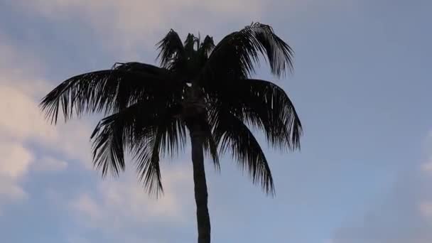 Silhouette Palm Tree Twilight Calm Breezy Day — Vídeo de Stock