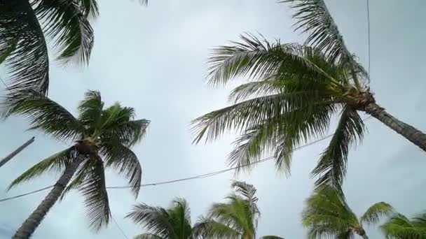 Birds Eye View Power Lines Running Palm Trees Cloudy Day — Stockvideo