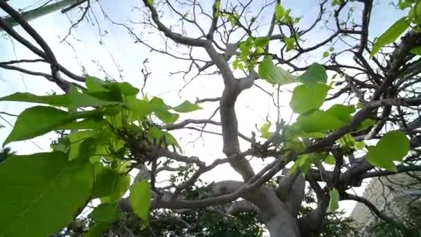 Close Tree Branches Few Leaves Storm Sun Leaking Leaves — ストック動画