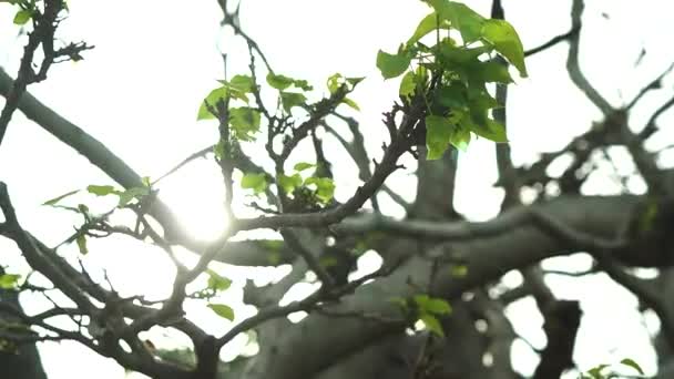 Close Tree Branches Few Leaves Storm Sun Leaking Leaves Tracking — Stok video