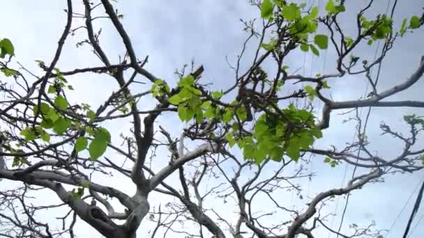 Close Tree Branches Few Leaves Storm Powerlines Background Key West — Stok video