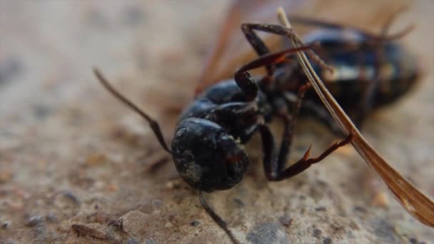 Black Hornet Seen Wrapped Piece Its Wing Moving Slow Motion — 图库视频影像