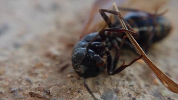 Black Hornet Holding Its Wings While Moving Its Mouth Back — Stock video
