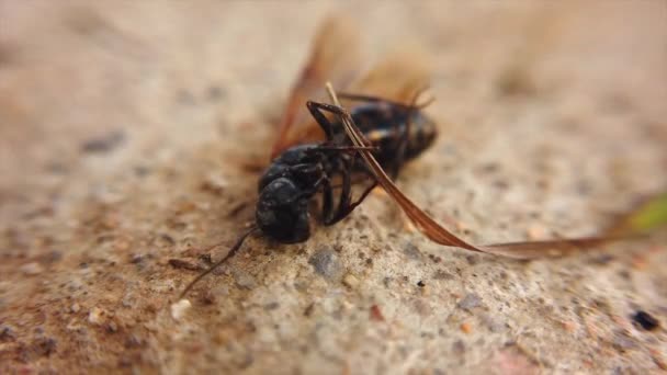 Black Wasp Seen Wrapped Piece Grass Moving Its Antennas Legs — Stockvideo