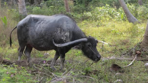 Big Asian Water Buffalo Large Horns Eating Green Grass Forest — Stockvideo