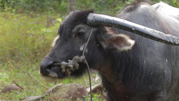 Large Asian Water Buffalo Twitching Its Ears Rid Flies Old — Stockvideo