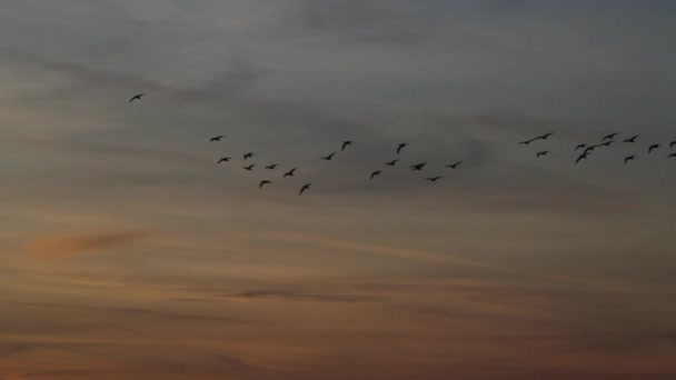 Skein Geese Sunset East Frisia Germany — Video Stock