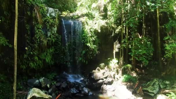 Tamborine Rain Forest Creek Waterfall Summers Day Curtis Falls Queensland — ストック動画