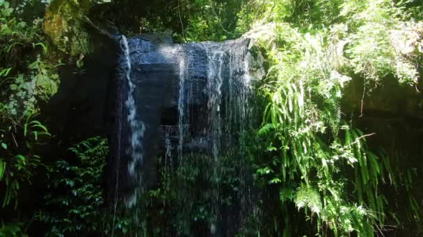 Curtis Falls Rain Forest Waterfall Peaceful Green Calming Summers Day — Stockvideo