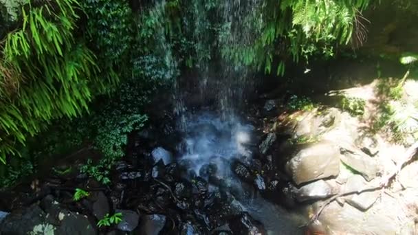 Base Curtis Falls Tamborine Rain Forest Creek Summers Day Queensland — ストック動画