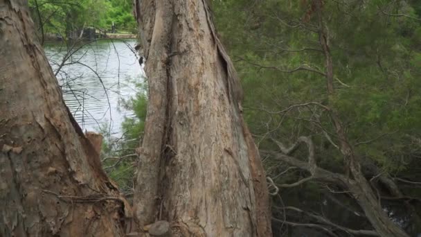 Lake Seen Paperbark Trees Peaceful Summers Day Australian Bush Land — Stock video
