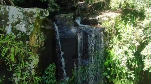 Looking Curtis Falls Tamborine Rain Forest Creek Summers Day Queensland — Stockvideo