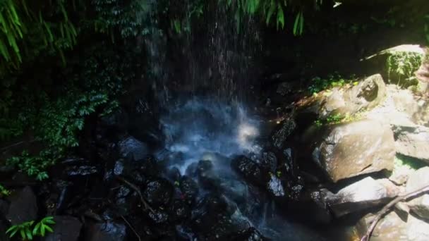 Base Sommet Curtis Falls Tamborine Ruisseau Forêt Tropicale Jour Été — Video