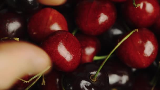 Close Bright Red Cherries Bowl Firstly Being Picked Being Dropped — Stock Video