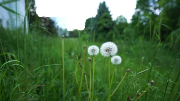 Dandelions Sway Gently Wind Green Area Neighbourhood Garden — Αρχείο Βίντεο