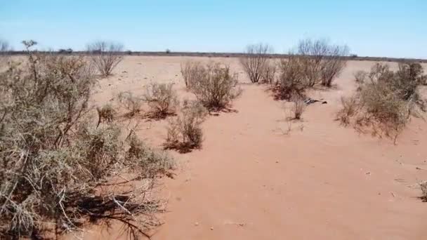 Windswept Red Desert Dirt Bush — Vídeo de stock