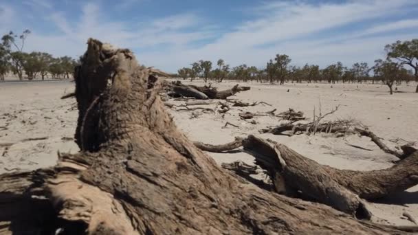 Fallen Trees Dry Grey Dirt — Vídeos de Stock