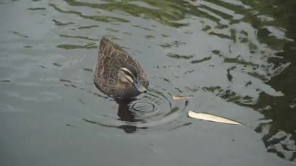 Pacific Black Duck Swimming Looking Food Pond Preening Summers Day — ストック動画