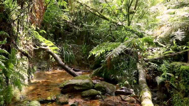 Pequena Cachoeira Meio Floresta — Vídeo de Stock