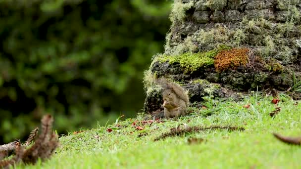 Squirrel Eating Araucaria Pine Nut Green Lawn Middle Forest Fix — Video