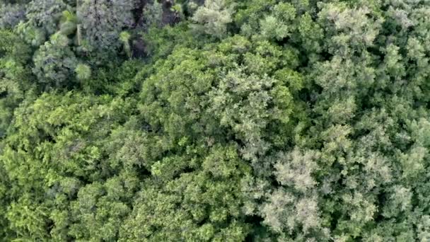 Aerial Drone Flyover Thick Jungle Rain Forest Canopy — Stockvideo