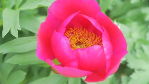 Складання Квітки Червоно Рожевої Квітки Пурпурової — стокове відео