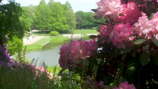 Japanese Garden View Beatufiful Flowers – Stock-video