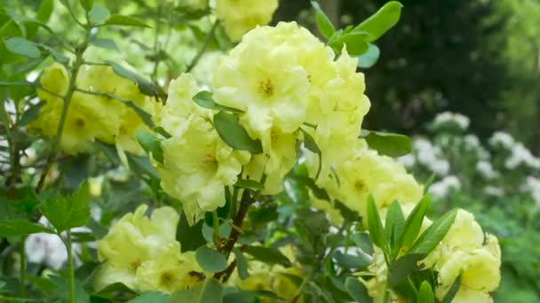 Small Yellow Flower Closeup Japanese Garden — 图库视频影像