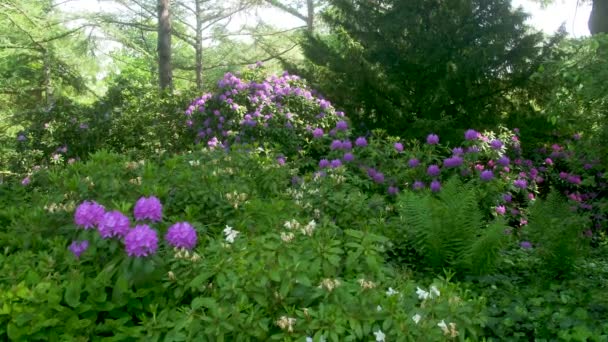 Green Bushes Big Purple Flower Blossoms Wide Shot — Stockvideo