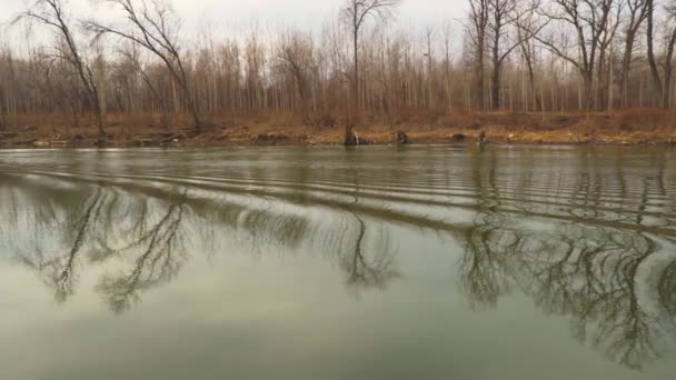 Hermoso Video Panorámico Del Río Con Bosque Fondo — Vídeos de Stock