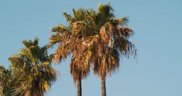 60Фс Який Вітерець Дуває Пальмами Прекрасним Синім Небом Барселоні — стокове відео