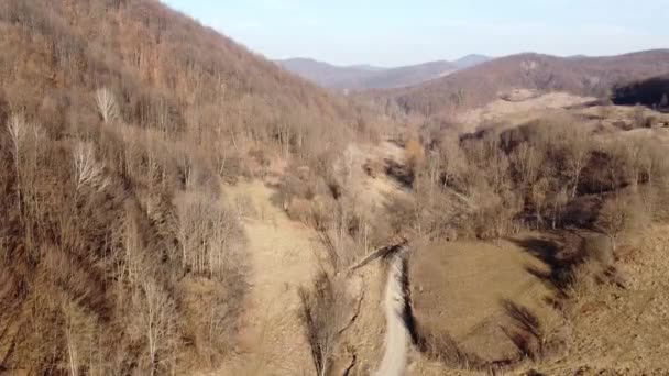 Tree Aerial View Forest Drone Shot Forest Country Road Late — Αρχείο Βίντεο