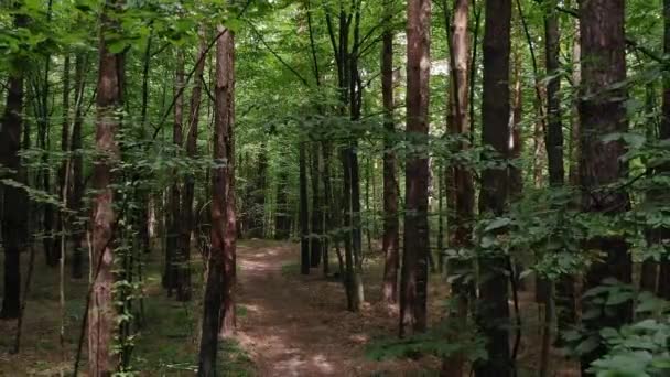 Vista Aérea Seguimiento Través Bosques Verdes Densos Durante Día — Vídeos de Stock