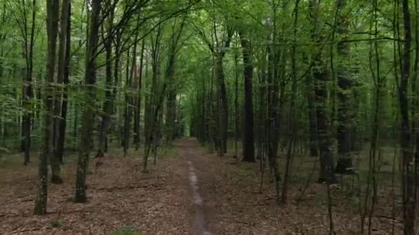 Aerial View Tracking Dense Green Forestry Daylight — Wideo stockowe