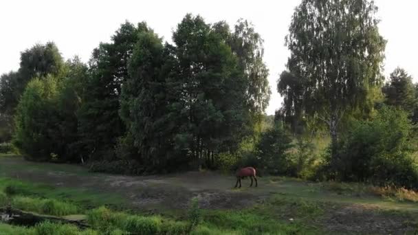 Aerial View Horse Field Trees Background Golden Hour Tracking Forward — Stok video